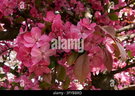Malus floribunda purpurea tree in bloom Stock Photo