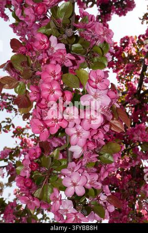 Malus floribunda purpurea tree in bloom Stock Photo