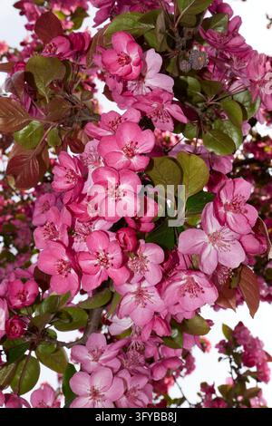 Malus floribunda purpurea tree in bloom Stock Photo