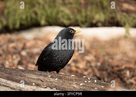 A male common blackbird (Turdus merula) with glossy black plumage perched on a rustic log scattered with bird feed in a garden. Stock Photo