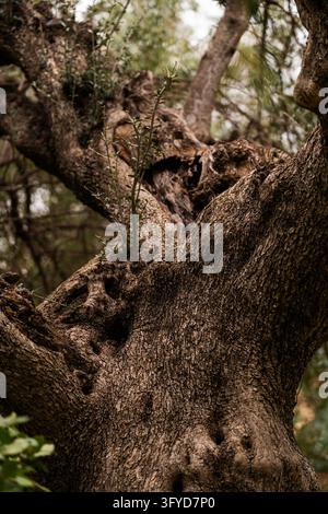 Gnarled trunk of ancient olive tree Stock Photo