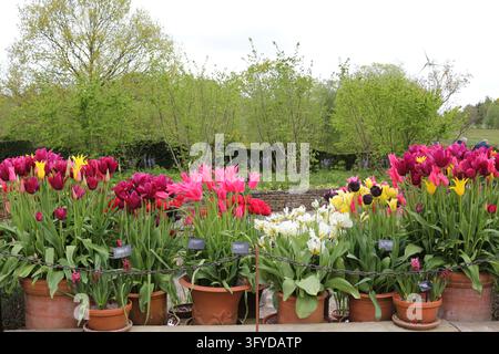 Colourful tulips grow in terracotta pots arranged in rows on an outdoor paved terrace. Stock Photo