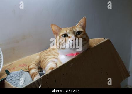 Ginger and White Tabby Shop Cat Lying in Cardboard Box in Tsuen Wan Hong Kong Stock Photo