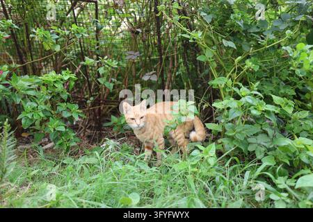 Ginger Tabby Stray Cat in Green Bushes in Karatsu Saga Japan Stock Photo