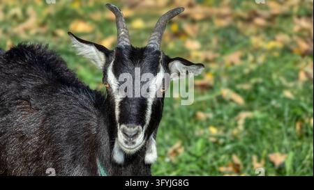 Black domestic goat (Capra hircus) with white facial stripes, curved horns and amber eyes standing on a green grass meadow, close up portrait Stock Photo