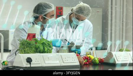 Two food scientists wearing lab coats and blue gloves examining fresh greens behind white counter. Research, quality control, biotechnology, agricultu Stock Photo