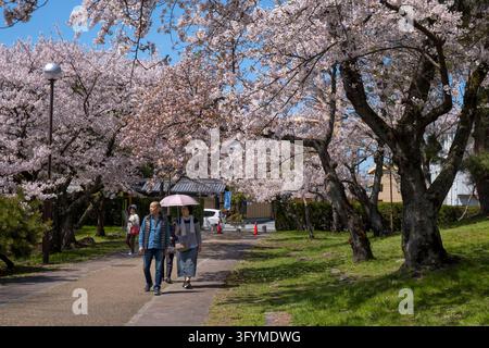 Japanese people enjoying "hanami" (��Ҋ) sakura cherry blossom viewing   walk in the park during spring full bloom season, Nagahama, Shiga, Japan. Stock Photo