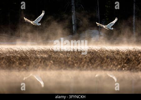 Two Trumpeter swans Cygnus buccinator fly in low formation over a tranquil pond during a misty sunrise in Yellowstone National Park, USA. The gentle golden light of morning illuminates the calm water and surrounding spring landscape as these majestic waterfowl glide across the sky. Known for their impressive wingspan and distinctive trumpet-like call, the species is a prominent feature of North American wetland ecosystems. An optimised version of a US National Park Service Image. Credit: NPS / J Frank Stock Photo