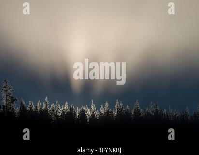 A scenic view showing early morning sunrise casting bright sun rays through a dense stand of lodgepole pine trees near Nymph Lake in Yellowstone National Park, Wyoming, USA. The low sun shines directly behind the slender evergreen trunks, creating dramatic backlighting, silhouetted foliage, and atmospheric lens flare across the forest floor. An optimised version of a US National Park Service Image. Credit: NPS / J Peaco Stock Photo