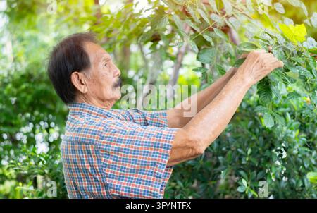 Side view portrait of happy grandfather working at home in garden. Elderly people lifestyle. Stock Photo