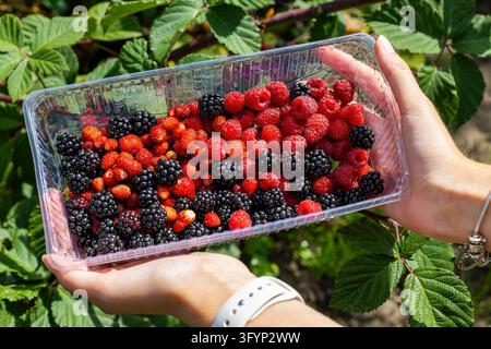 Female hands holding a transparent container filled with freshly harvested blackberries and raspberries, colorful assortment of ripe summer berries ga Stock Photo