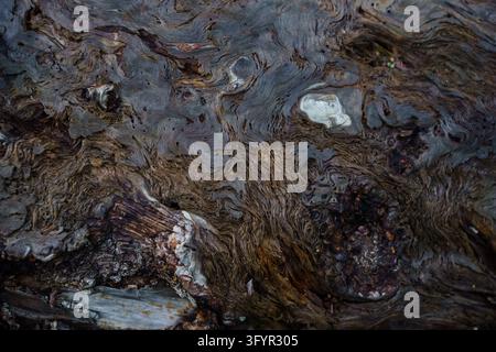 Close up of dark weathered tree bark showing detailed organic wood grain swirls, earthy brown and charcoal tones with natural textures for natural background Stock Photo