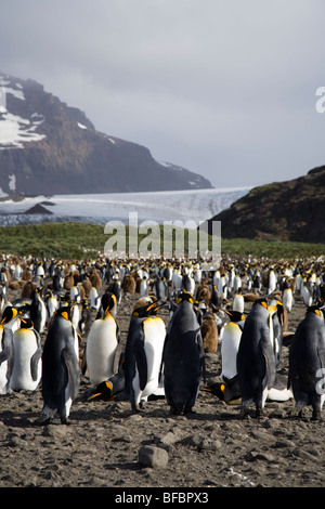 King Penguins in front of Lucas Glacier Salisbury Plain