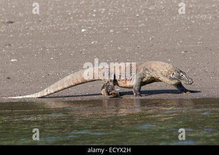 komodo patrolling komodowaran varanus