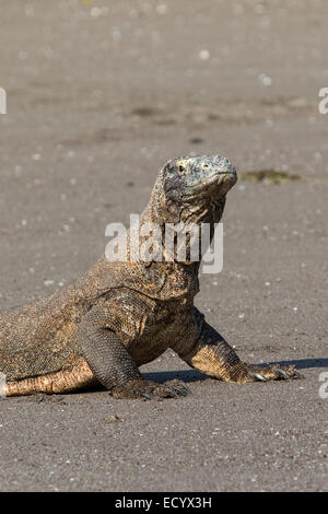 komodo patrolling komodowaran varanus