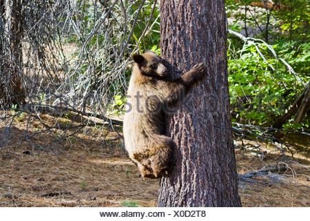 Black bear hugging a tree. Sequoia National Park, California Stock ...