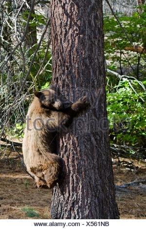 Black Bear Hugging A Tree. Sequoia National Park, California Stock 