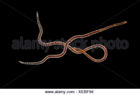 Bloodworm - Tubifex sp Stock Photo: 80398274 - Alamy