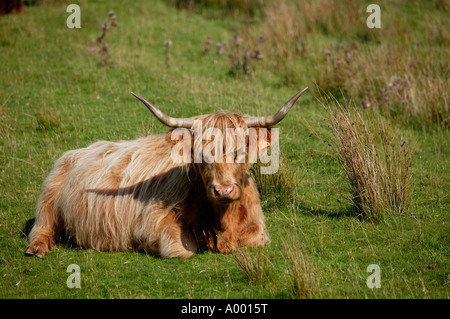 Highland Cow, Isle of Mull, western isles, Scotland UK Europe Stock Photo