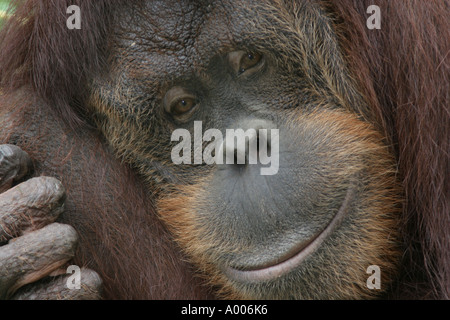 sumatran orangutan cincinnati zoo Stock Photo