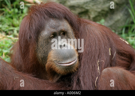 sumatran orangutan cincinnati zoo Stock Photo