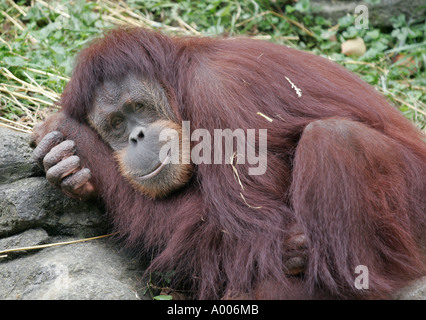 sumatran orangutan cincinnati zoo Stock Photo