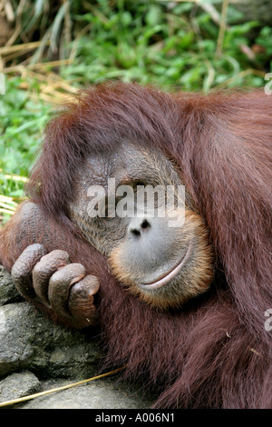 sumatran orangutan cincinnati zoo Stock Photo