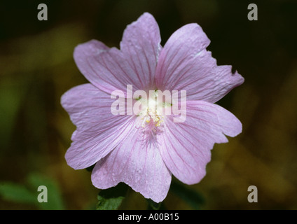 Blossom of the common mallow malva sylvestris medicinal plant Stock Photo