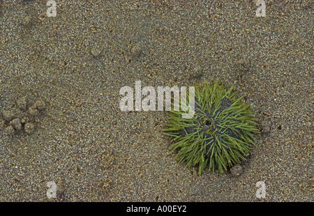 Green sea urchin Lytechinus semituberculatus stranded on the beach Floreana Charles Island Galapagos Stock Photo
