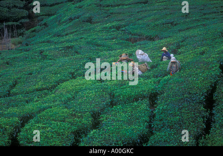 Tea pickers Cameron Highlands West Malaysia Stock Photo