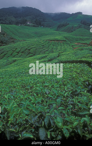 Tea growing on plantation in the Cameron Highlands West Malaysia Stock Photo