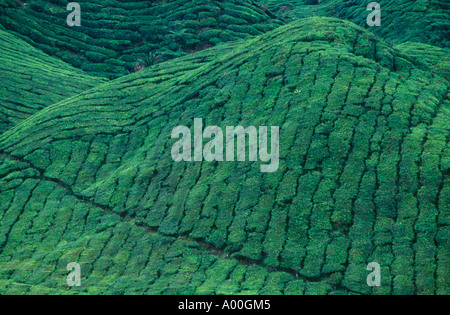 Tea plantation Cameron Highlands West Malaysia Stock Photo