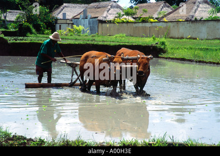 local man with his team of two water buffalo working in a rice field in the traditional way in ubud bali Stock Photo