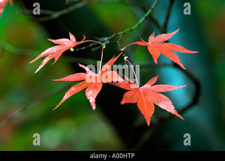 Japanese Maple Acer at Queenswood Arboretum near Leominster Herefordshire Autumn colour Stock Photo