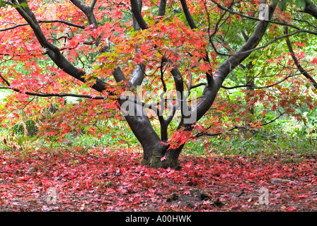 Japanese Maple Acer at Queenswood Arboretum near Leominster Herefordshire Autumn colour Stock Photo