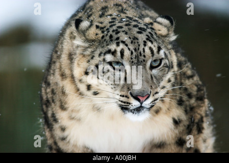 Snow Leopard or Irbis Uncia uncia under way at snowfall Stock Photo