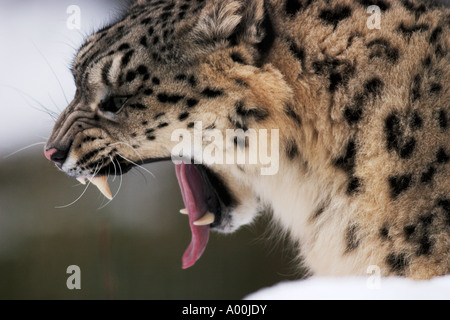 Snow Leopard or Irbis Uncia uncia yawning in winter Stock Photo