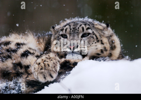 Snow Leopard or Irbis Uncia uncia resting on snowy rock at snowfall Stock Photo