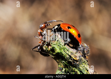 Red Ant Formica rufa attacks an Seven spot Ladybird Coccinella septempunctata on a small branch Stock Photo