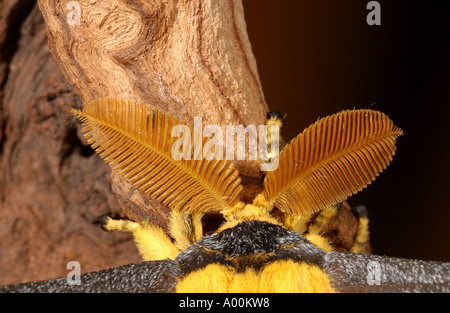 Close up of male antennae Madagascan Moon or Comet Moth Argema mittrei captive Stock Photo