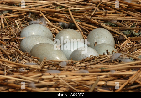 Mute Swan Cygnus olor nest with eggs close up UK Stock Photo