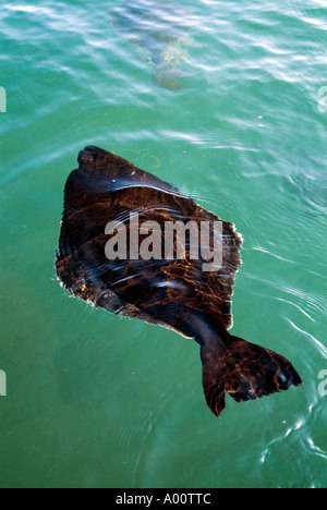 dh Hippoglossus hippolgossus HALIBUT UK Farming Halibut fish swimming in sea farm flat fishes under water Stock Photo