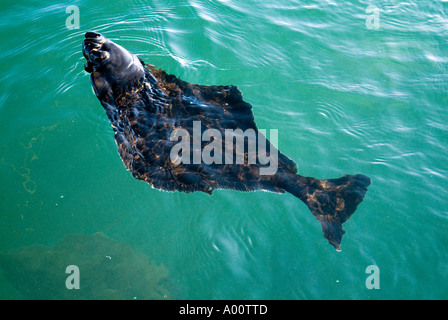 dh Hippoglossus hippolgossus HALIBUT UK Halibut flat fish swimming in sea farming aquaculture farm under water Stock Photo