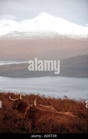 UNITED KINGDOM SCOTLAND WESTERN ISLES INNER HEBRIDES THE ISLAND OF MULL HIGHLAND CATTLE GRAZING IN A SNOWY BACKDROP Stock Photo
