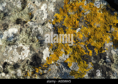 dh  LICHEN UK Lichen on seashore rock Sea ivory Xanthoria parietina Lecanora Stock Photo