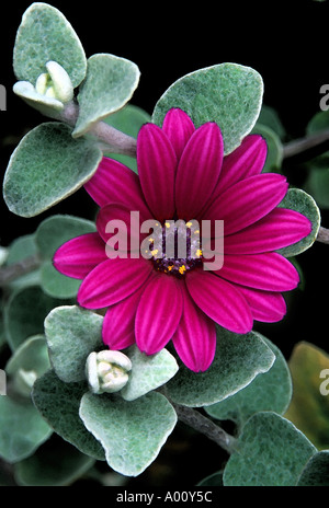 Springstar Daisy in Lambs Ear Stock Photo