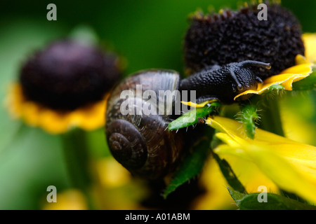 Copse Snail (Arianta arbustorum) eating a black-eyed susan Stock Photo