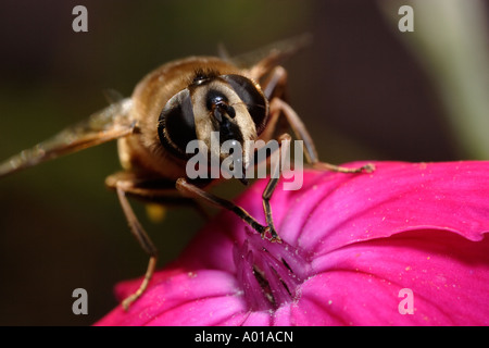 Hoverfly (Eristalis tenax) on Rose Campion (Lychnis coronaria) Stock Photo