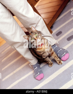 Cat between owners legs Stock Photo