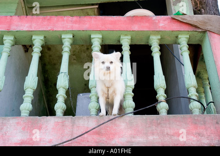Tibetan Lhasa Apso dog standing on a colorful balcony looking at the camera in Darjeeling, West Bengal, India. Stock Photo